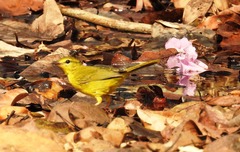 Myiothlypis flaveola