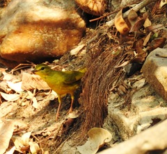 Myiothlypis flaveola