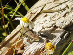 Algyroides moreoticus