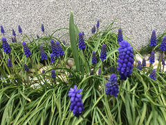 Muscari