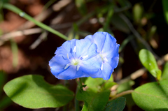 Evolvulus arizonicus