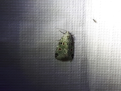 Maliattha concinnimacula