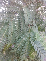 Peltophorum