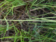 Coenagrion
