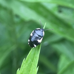 Tritomegas sexmaculatus