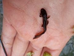 Lissotriton vulgaris