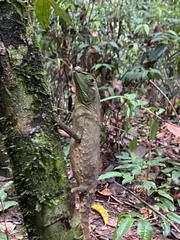 Lyriocephalus scutatus