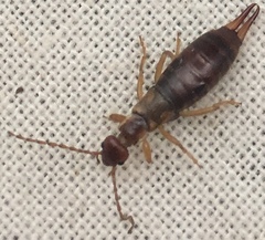 Apterygida albipennis