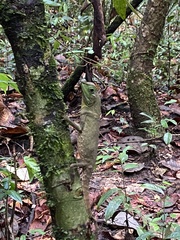 Lyriocephalus scutatus