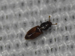 Monotomidae