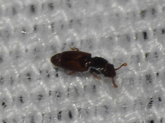 Monotomidae