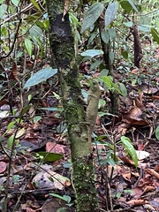 Lyriocephalus scutatus