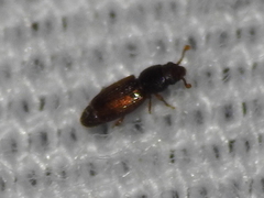 Monotomidae