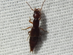 Biocrypta prospiciens