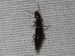 Biocrypta prospiciens