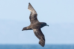 Procellaria parkinsoni