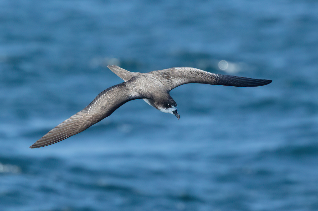 Galapagos Petrel (Pterodroma phaeopygia) photo