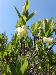 Lonicera villosa