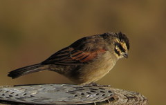 Emberiza capensis