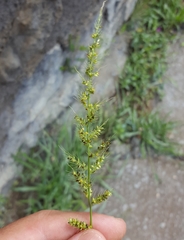 Setaria intermedia