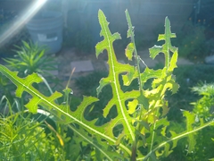 Lactuca serriola