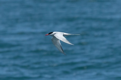 Sterna hirundinacea