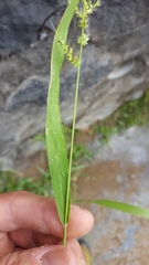 Setaria intermedia