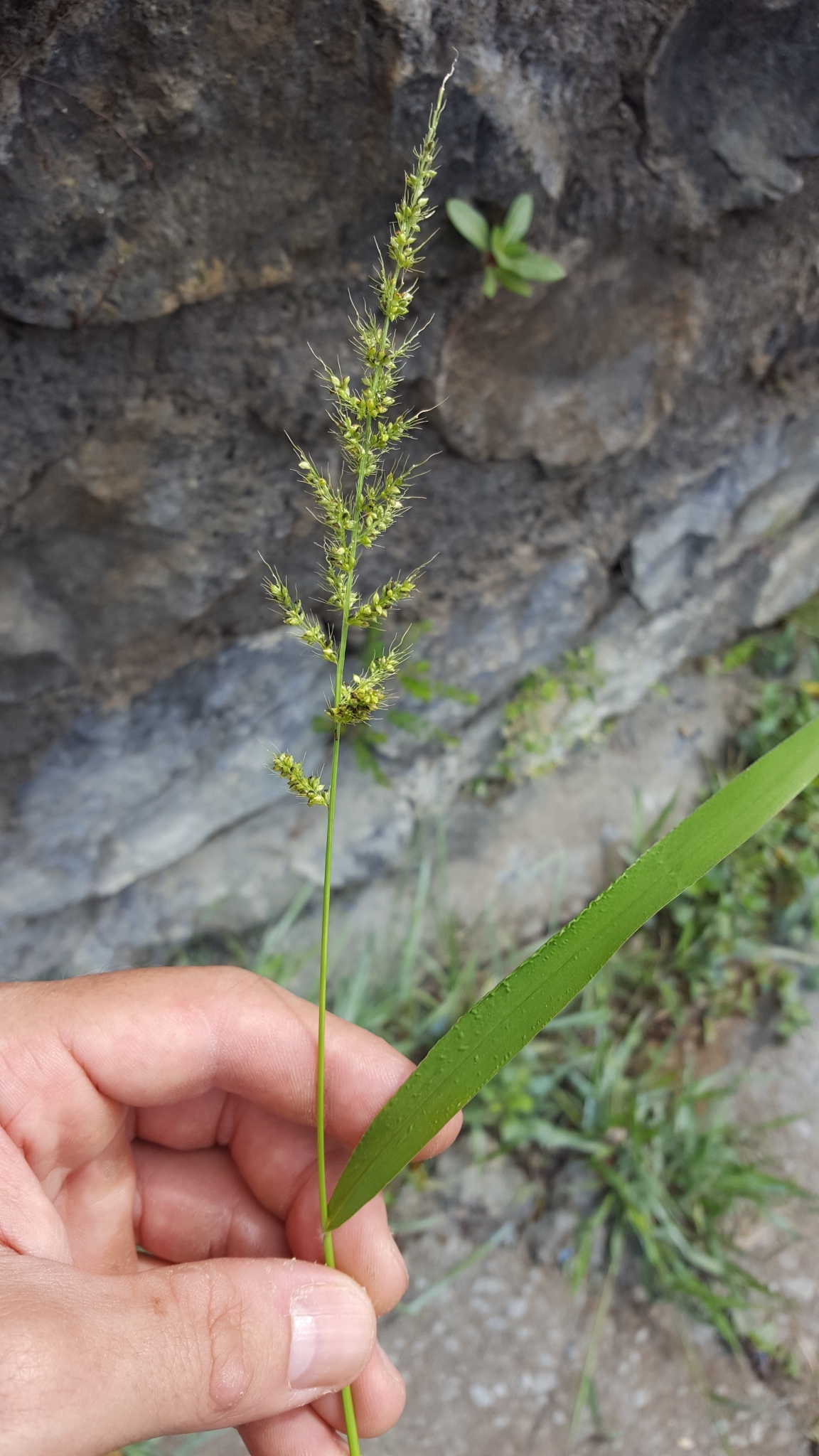 (c) François Rousseu, certains droits réservés (CC BY-NC) https://www.inaturalist.org/observations/112045543