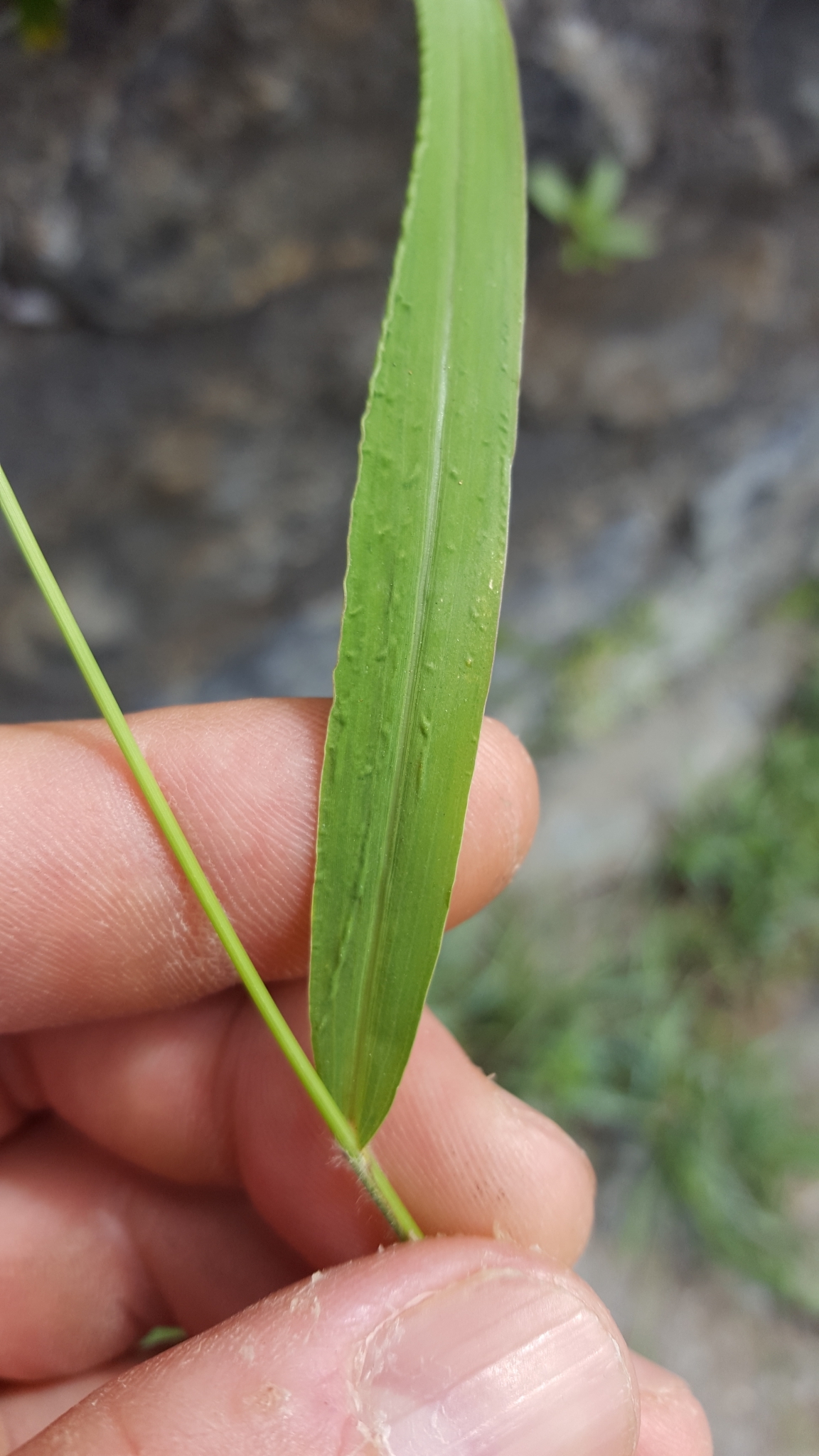 (c) François Rousseu, certains droits réservés (CC BY-NC) https://www.inaturalist.org/observations/112045543