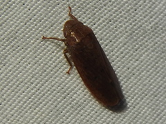 Ponana