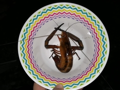 Macrobrachium americanum