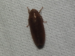 Ponana