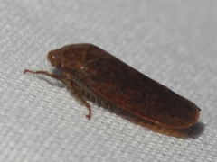 Ponana
