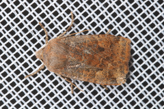 Conistra ligula