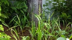 Setaria intermedia