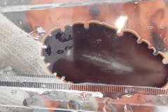 Callioplana marginata