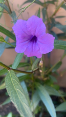Ruellia simplex