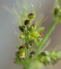 Setaria intermedia