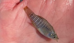 Fundulus xenicus