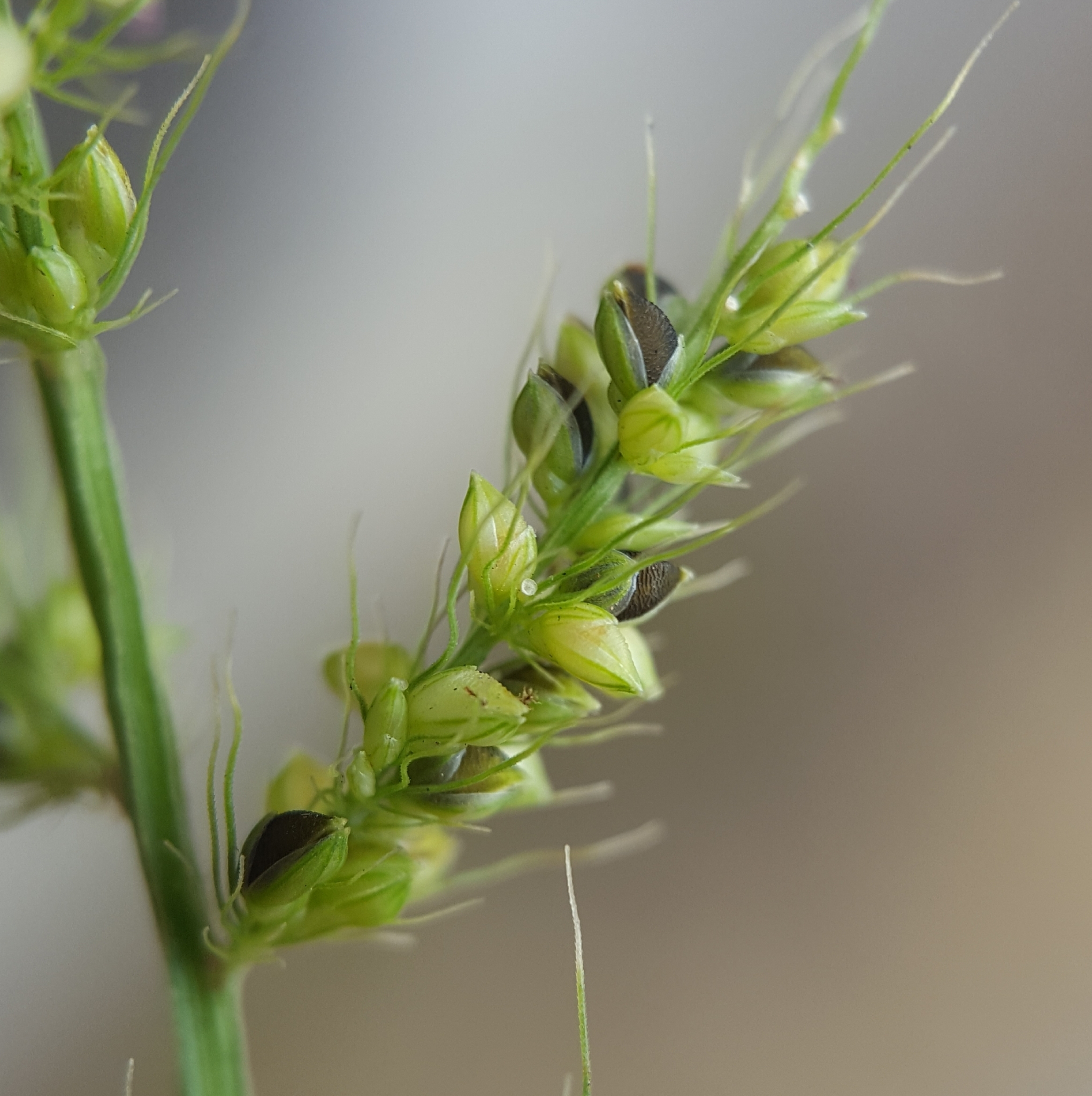 (c) François Rousseu, certains droits réservés (CC BY-NC) https://www.inaturalist.org/observations/112045543