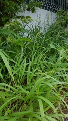Setaria intermedia