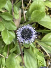 Globularia bisnagarica