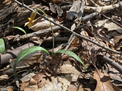 Erythronium americanum