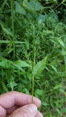 Panicum brevifolium