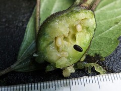 Procecidochares utilis