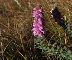 Erica alopecurus