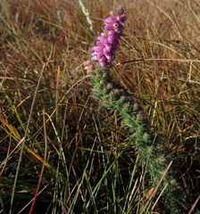 Erica alopecurus