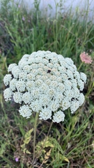 Daucus carota
