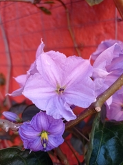 Solanum laxum