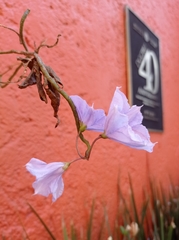 Solanum laxum